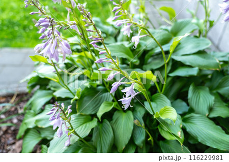 Hosta Flowers and Leaves Macro, Wet Hostas Leaf Nature Pattern, Funkia, Big Daddy Leaves, Plantain Lilies, 116229981