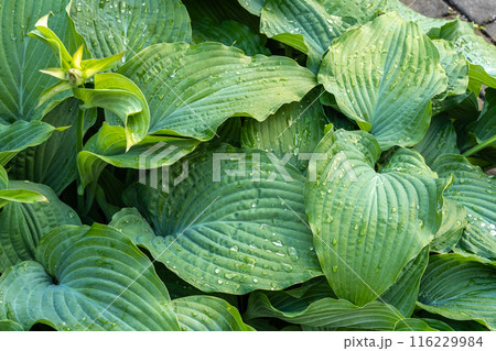Hosta Flowers and Leaves Macro, Wet Hostas Leaf Nature Pattern, Funkia, Big Daddy Leaves, Plantain Lilies, 116229984