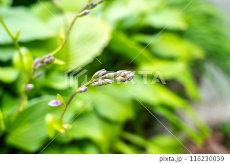 Hosta Flowers and Leaves Macro, Wet Hostas Leaf Nature Pattern, Funkia, Big Daddy Leaves, Plantain Lilies, 116230039