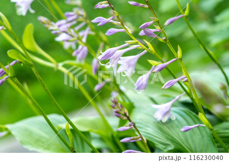 Hosta Flowers and Leaves Macro, Wet Hostas Leaf Nature Pattern, Funkia, Big Daddy Leaves, Plantain Lilies, 116230040