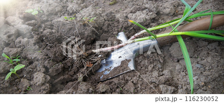 Shovel digging garlic from the soil 116230052