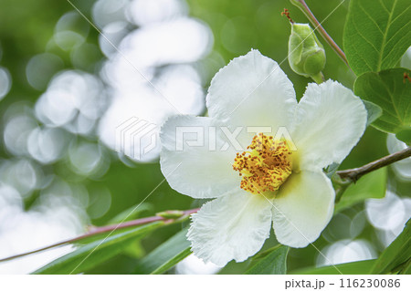 シャラの花 116230086