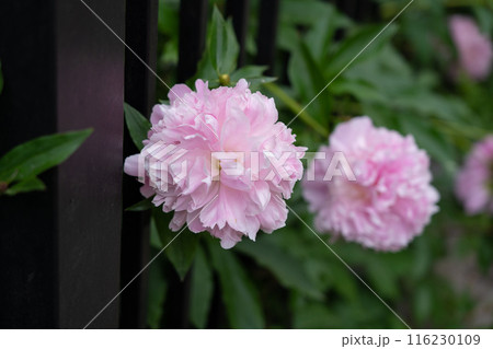 Pink peony flower closeup, paeony with buds 116230109