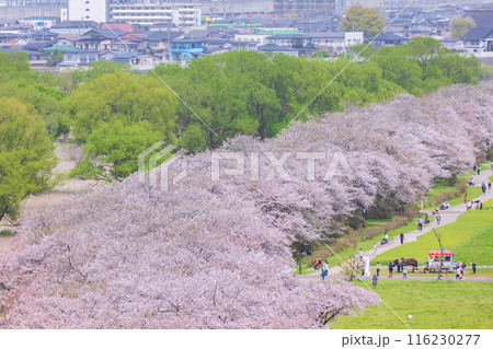 日本さくら名所100選 岩手 北上展勝地 日本さくら名所100選 岩手 北上展勝地 116230277