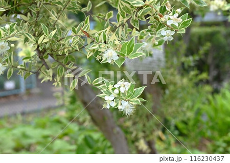 マートルの花・ギンバイカ マートルの花・ギンバイカ 116230437