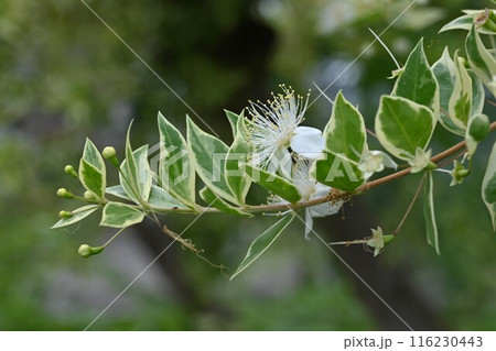マートルの花・ギンバイカ マートルの花・ギンバイカ 116230443