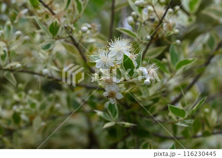 マートルの花・ギンバイカ 116230445