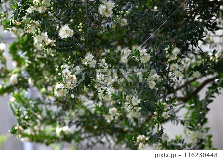マートルの花・ギンバイカ 116230448