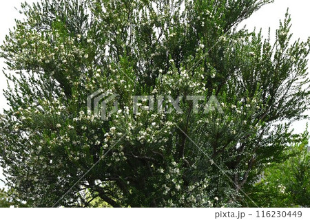 マートルの花・ギンバイカ 116230449