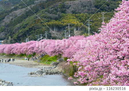 満開の河津桜 116230516