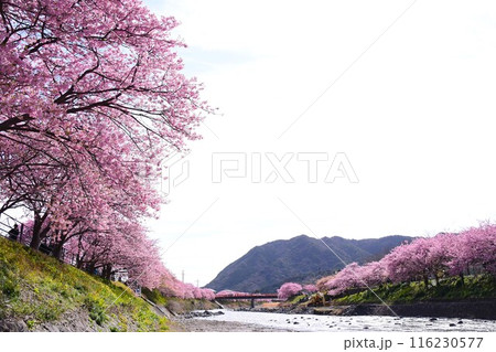 満開の河津桜 満開の河津桜 116230577