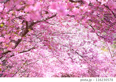 満開の河津桜 満開の河津桜 116230578