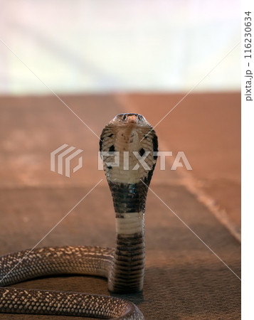 Close-up of cobra snake with its hood expanded, focusing directly at the camera. The snake's intricate scales and patterns are clearly visible Close-up of cobra snake with its hood expanded, focusing directly at the camera. The snake's intricate scales and patterns are clearly visible 116230634