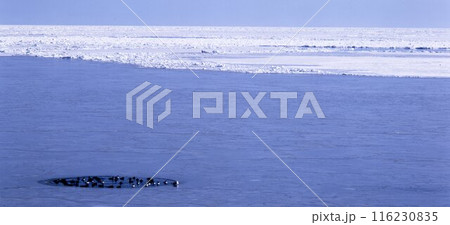 北海道春別 ブルーホールで憩う水鳥 北海道春別 ブルーホールで憩う水鳥 116230835