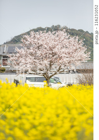 桜と菜の花 116231052