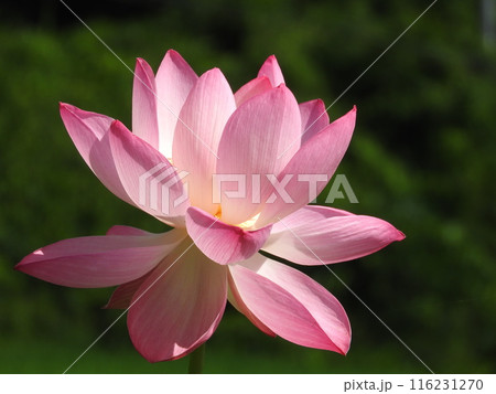 初夏のイメージ「蓮花」 116231270