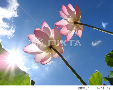 初夏のイメージ「蓮花」 116231275