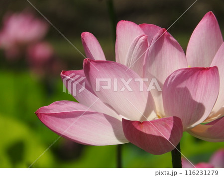 初夏のイメージ「蓮花」 116231279