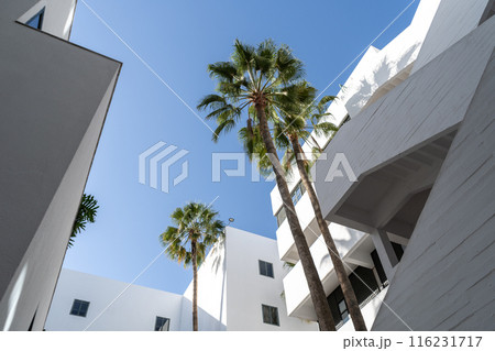 Modern white buildings with palm trees on blue sky background. The clean architectural lines, lush green palms Modern white buildings with palm trees on blue sky background. The clean architectural lines, lush green palms 116231717