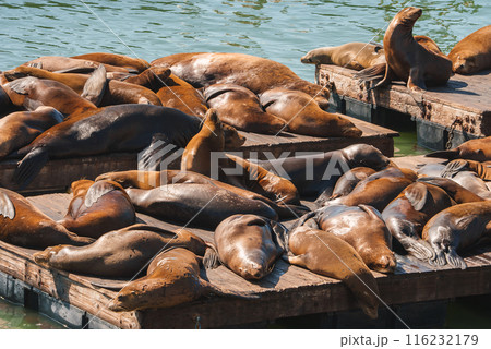 Sea lions rest on platforms in the water, close together and relaxed. Possibly Pier 39, San Francisco. Sunny day highlights glossy coats and peaceful scene. 116232179