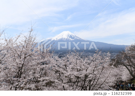 2024年の富士山と桜 2024年の富士山と桜 116232399