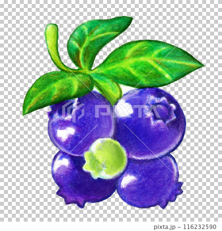 夏季藍莓一點圖解 夏季藍莓一點圖解 116232590