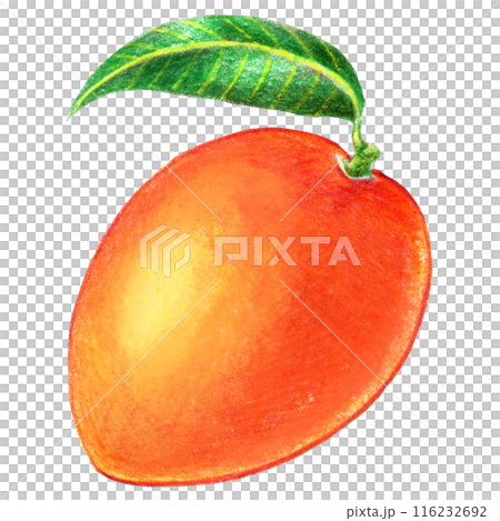 A single illustration of a whole mango drawn with colored pencils 116232692