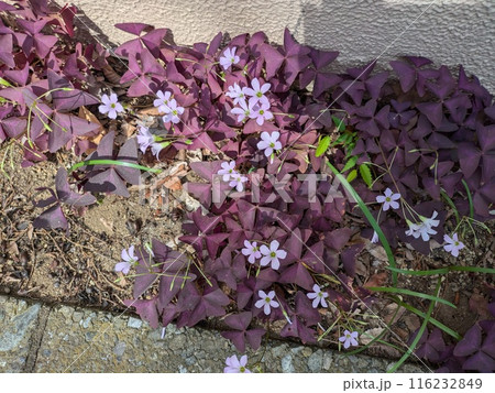初夏の庭に咲くサンカクカタバミ(オキザリス・トリアングラリス)の薄いピンク色の花と三角の紫色の葉 初夏の庭に咲くサンカクカタバミ(オキザリス・トリアングラリス)の薄いピンク色の花と三角の紫色の葉 116232849