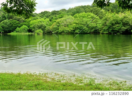 梅雨空の一碧湖風景 梅雨空の一碧湖風景 116232890