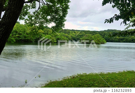 梅雨空の一碧湖風景 梅雨空の一碧湖風景 116232893