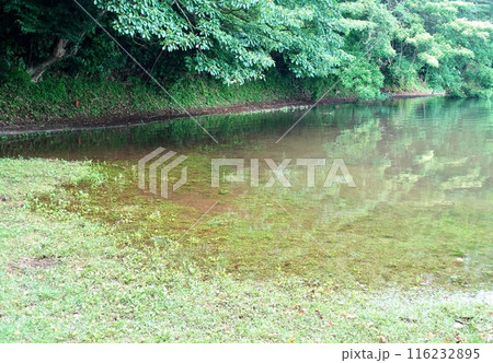 梅雨空の一碧湖風景 梅雨空の一碧湖風景 116232895