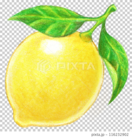 葉っぱ付きレモンの色鉛筆画ワンポイントイラスト 116232902