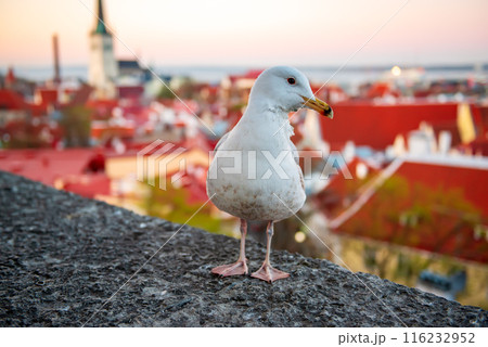 Tallinn and sea gull 116232952