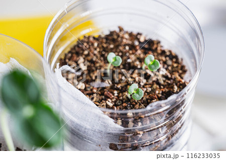 野菜のペットボトル栽培　大根 116233035