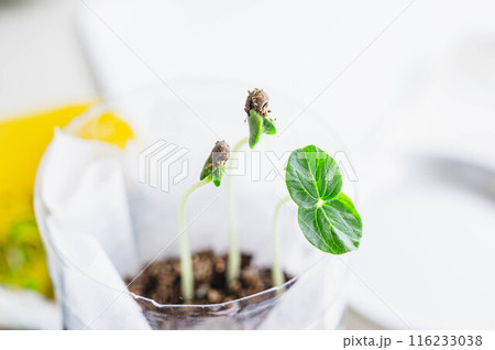 野菜のペットボトル栽培 野菜のペットボトル栽培 116233038
