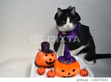 ハロウィンの魔女のコスプレをしたハチワレ猫 116233101