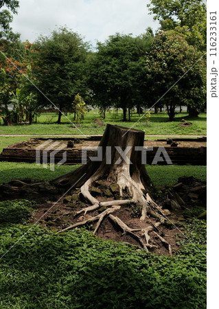 Wat Pa Sak is a Buddhist temple in thailand 116233161