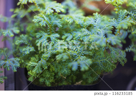 シダ植物 レインボーファン 観葉植物 シダ植物 レインボーファン 観葉植物 116233185
