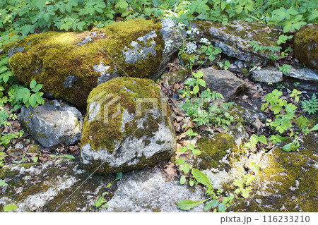 A moss-covered stones, surrounded by lush greenery in a forest setting. Stones covered in green moss, plants, dried leaves, and grass create a tranquil natural environment. 116233210