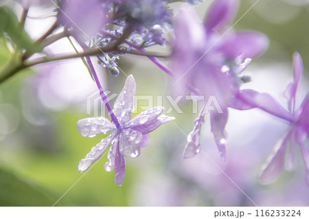 雨上がりの紫陽花 雨引観音 雨上がりの紫陽花 雨引観音 116233224