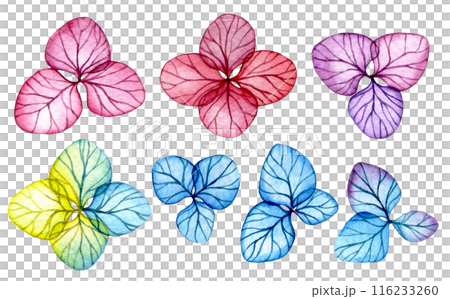 set of transparent hydrangea flowers. watercolor drawing with bright flowers, x-ray 116233260