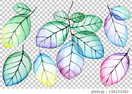 set of transparent leaves. watercolor drawing with bright flowers and leaves set of transparent leaves. watercolor drawing with bright flowers and leaves 116233262