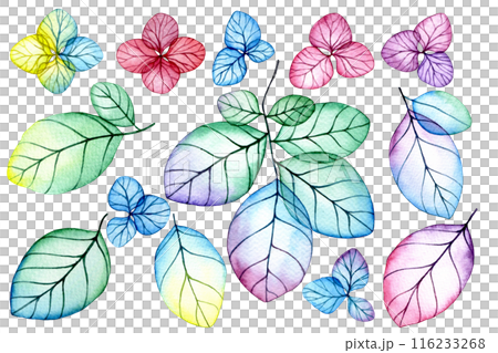 set of transparent hydrangea flowers and leaves. watercolor drawing with bright flowers and leaves 116233268