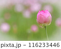 ピンク色のハスの花が咲いています 116233446