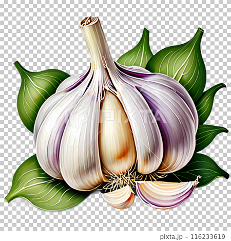 大蒜 大蒜 116233619