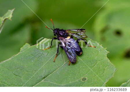 カラフトモモブトハバチ 116233689