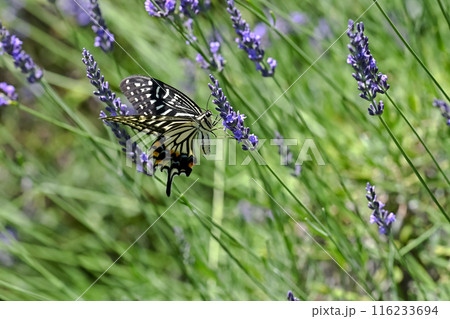 アゲハチョウ×ラベンダー 116233694