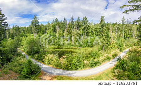 Forest landscape with gravel road around a small pond in the middle Forest landscape with gravel road around a small pond in the middle 116233761