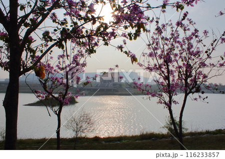 景色 風景 春 116233857