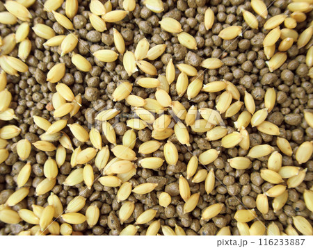 種まきのため土の上にまかれた芽の出た稲 種まきのため土の上にまかれた芽の出た稲 116233887